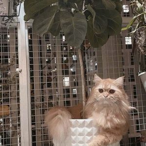 Lưới chống mèo HP01